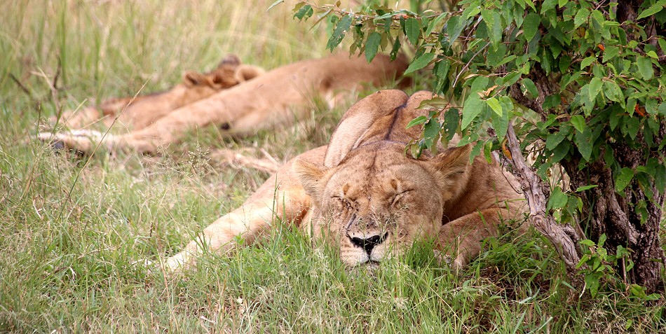 Löwen Rongai Rudel