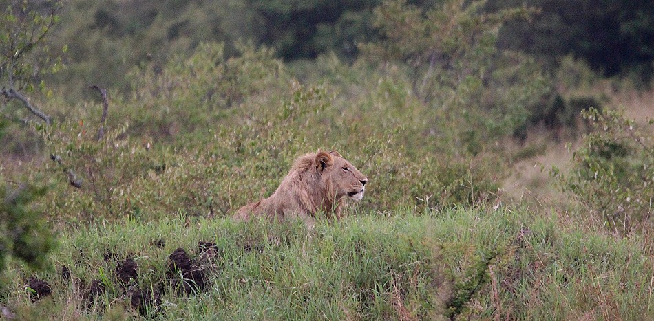 Löwe in der Mara