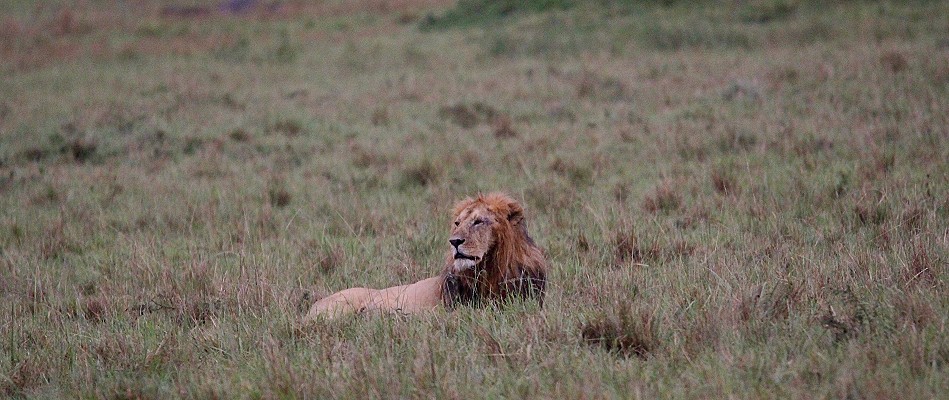 Topi Rudel Löwenmännchen, Masai Mara