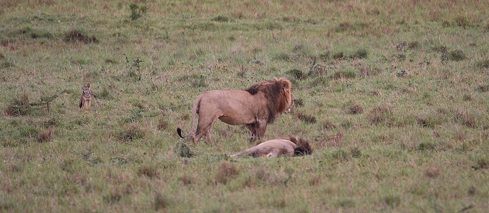 Topi Rudel Löwenmännchen, Masai Mara