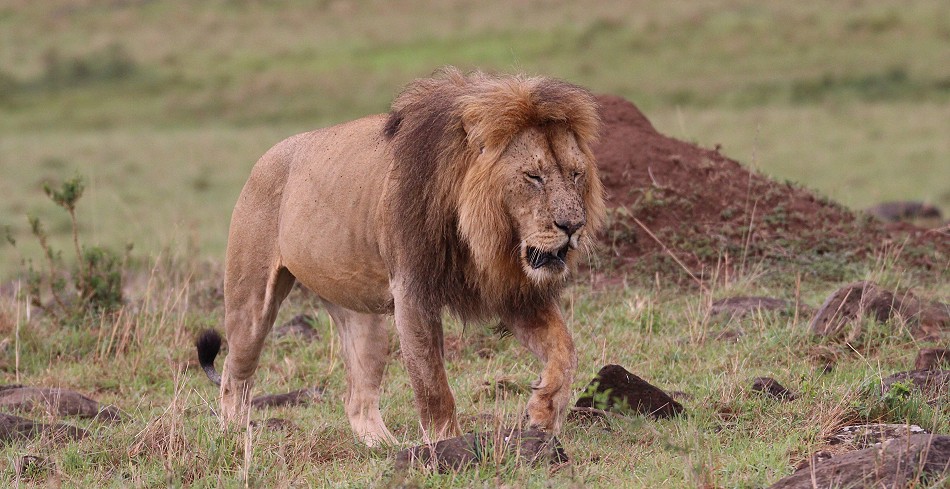 Topi Rudel Löwenmännchen, Masai Mara