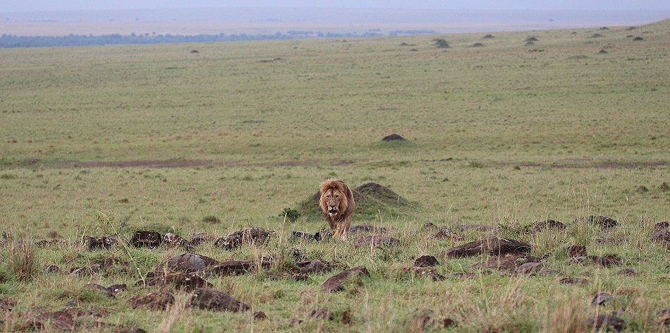 Topi Rudel Löwenmännchen, Masai Mara