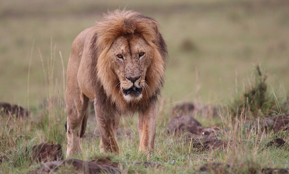 Löwin mit Jungen, Topi Rudel, Masai Mara
