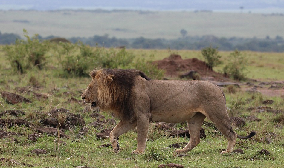 Topi Rudel Löwenmännchen, Masai Mara