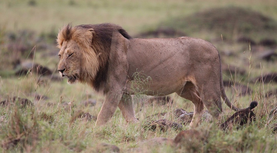 Topi Rudel Löwenmännchen, Masai Mara
