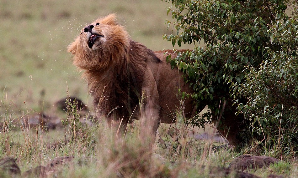 Topi Rudel Löwenmännchen, Masai Mara