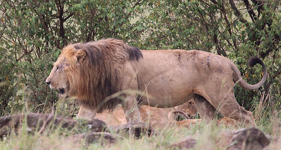 Topi Rudel Löwenmännchen, Masai Mara
