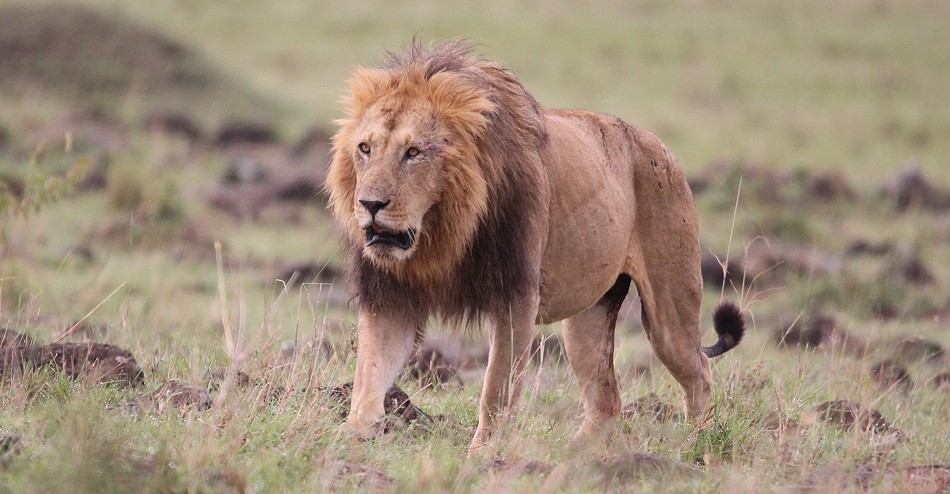 Topi Rudel Löwenmännchen, Masai Mara