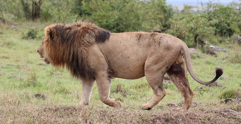 Topi Rudel Löwenmännchen, Masai Mara