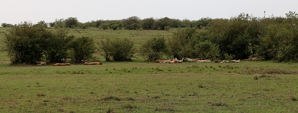 Löwen, Topi Rudel - Masai Mara