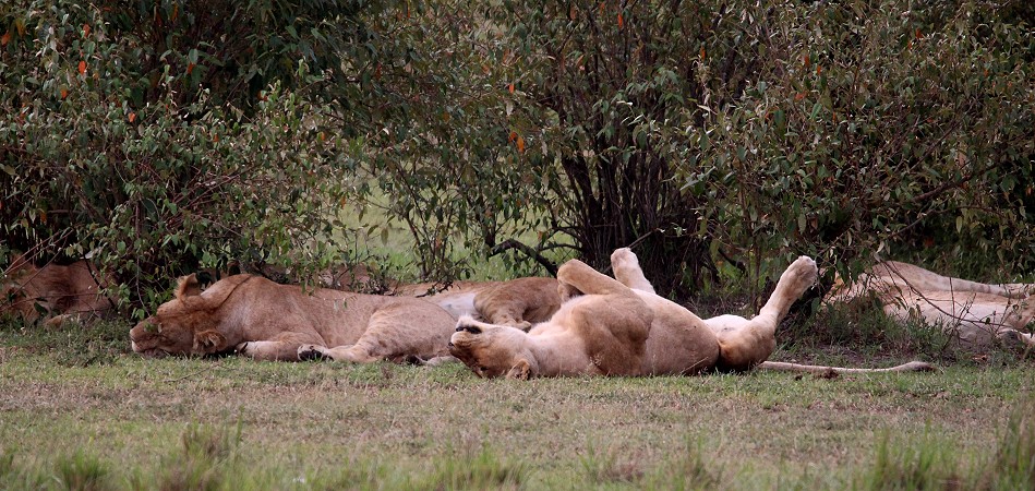 Löwen, Topi Rudel - Masai Mara