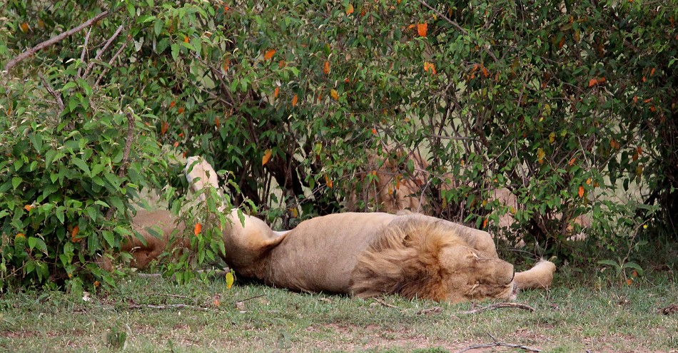 Löwen, Topi Rudel - Masai Mara