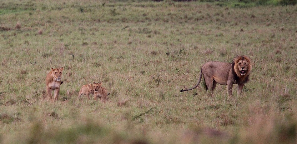 Topi Rudel Löwenmännchen, Masai Mara