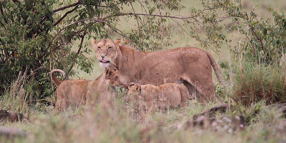 Topi Rudel Löwenmännchen, Masai Mara