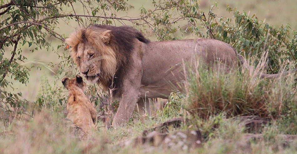 Topi Rudel Löwenmännchen, Masai Mara