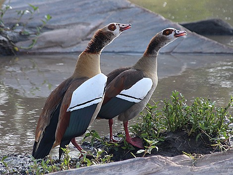 Nilgänse