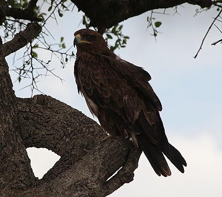 Raubadler in der Masai Mara