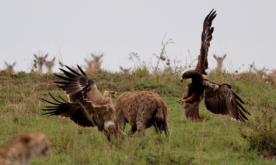 Hyänen stehlen Beute von Geprad, Masai Mara