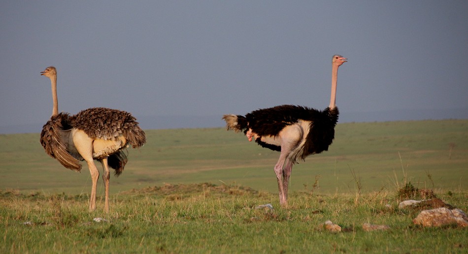 Masai Strauß