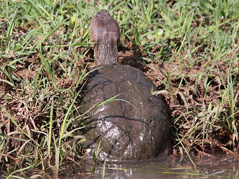 Sumpfschildkröte