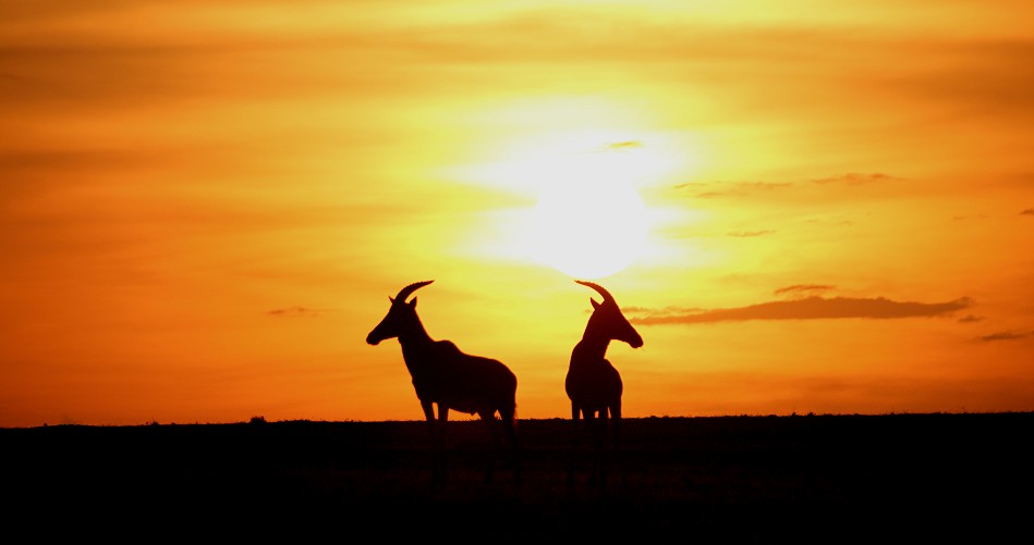 Sonnenuntergang in der Masai Mara