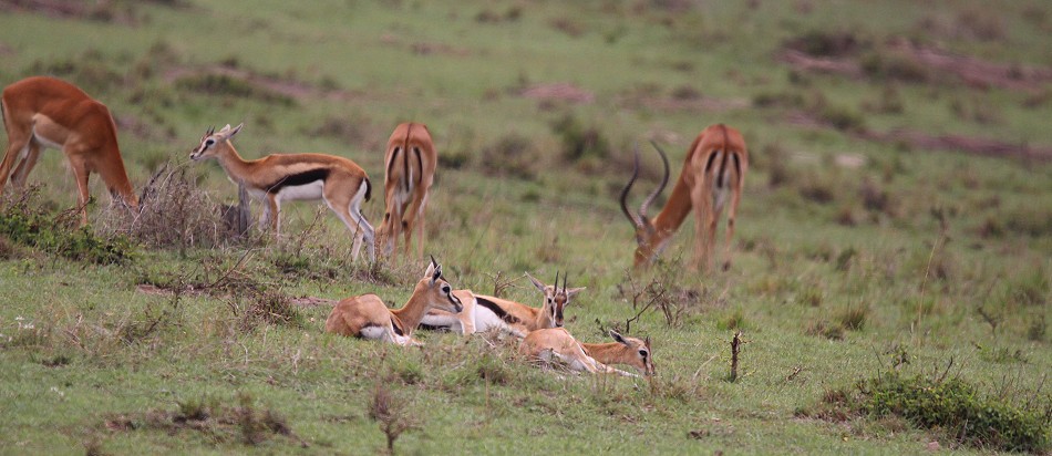 Gepard bei der Jagd, Masai Mara