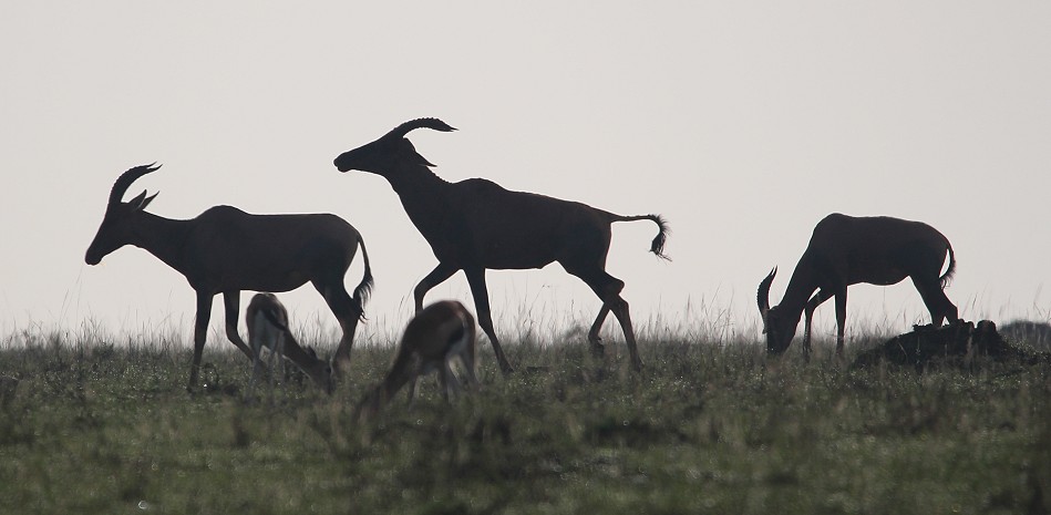 Topis am frühen Morgen, Masai Mara