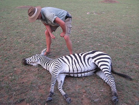 totes Zebra in der Masai Mara