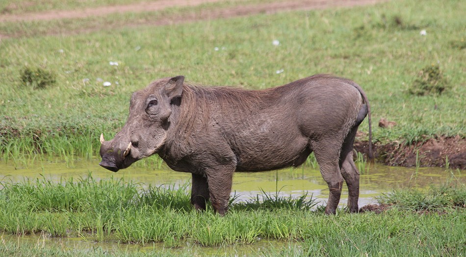 Warzenschwein