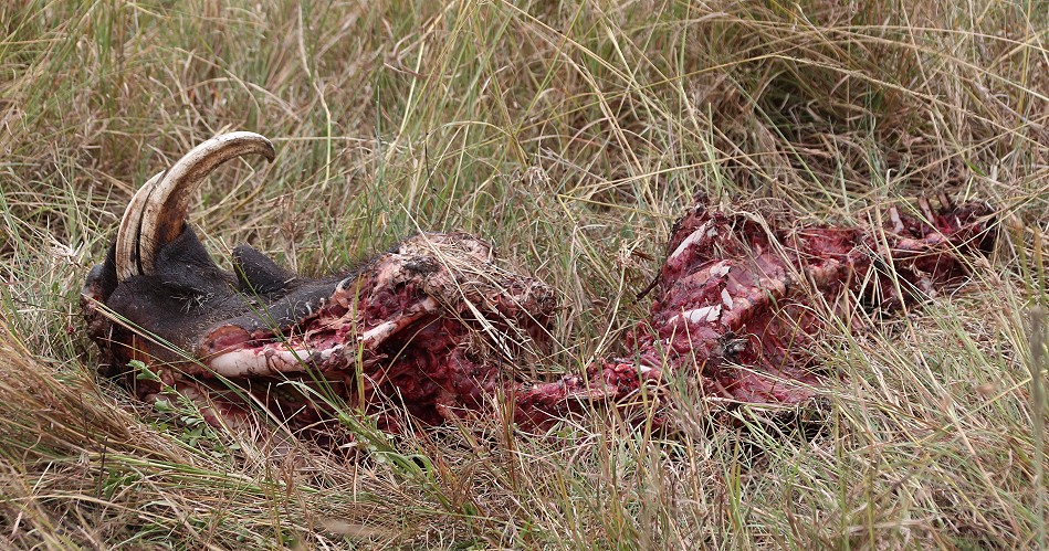 Warzenschwein Kadaver, Löwenbeute