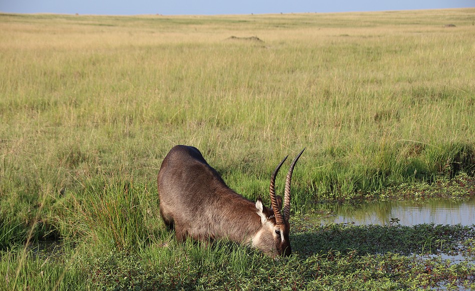 Wasserbock