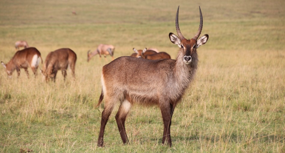 Wasserbock