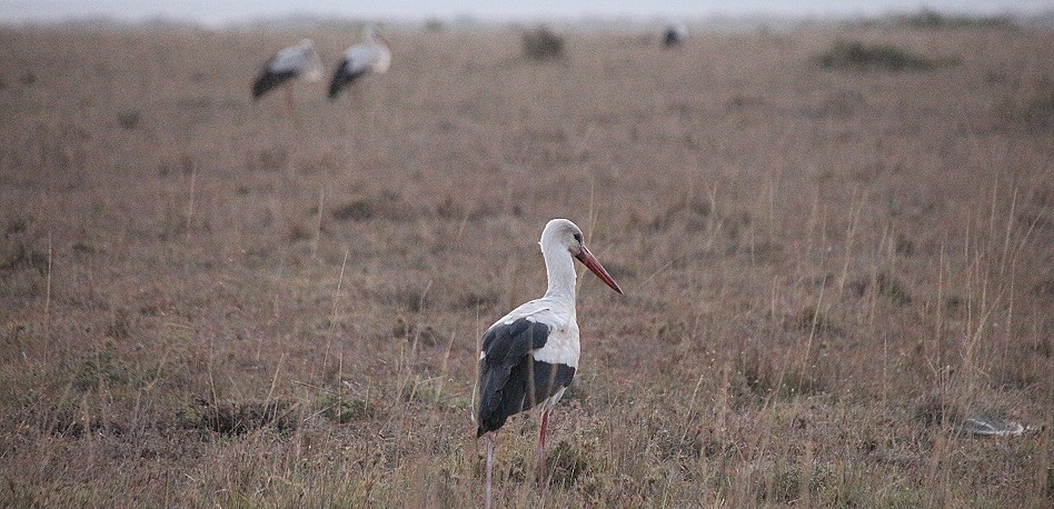 Weissstörche in der Masai Mara