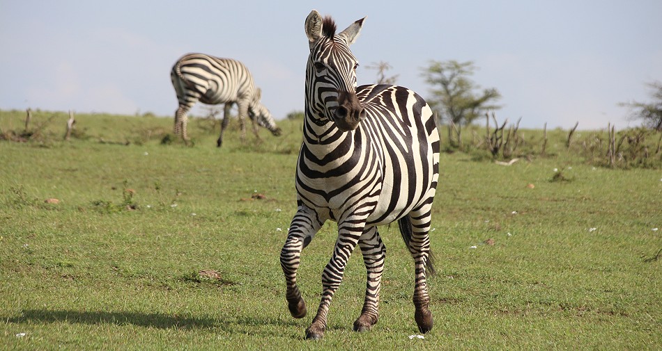 Steppenzebra