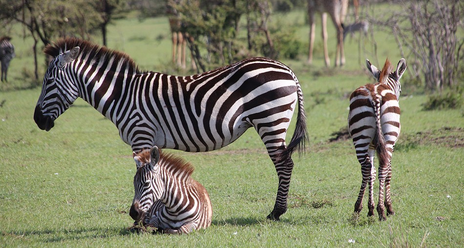 Zebras in der Dornensavanne