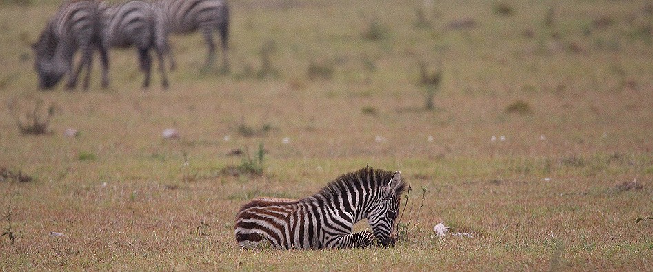 Geparden Männchen, Mbili Bora (ex Tano Bora) auf der Jagd