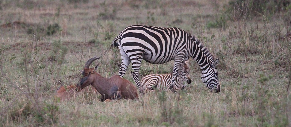 Geparden Männchen, Mbili Bora (ex Tano Bora) jagen Gnus