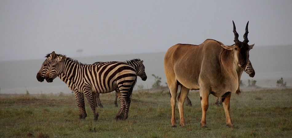 Zebras und Elendantilope im Regen