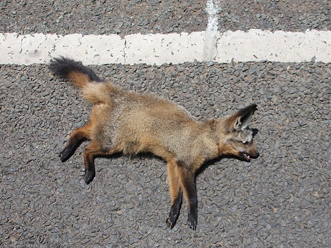 auf dem Weg in die Masai Mara, Road Kill Löffelhund
