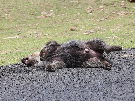 auf dem Weg in die Masai Mara, Road Kill Tüpfelhyäne