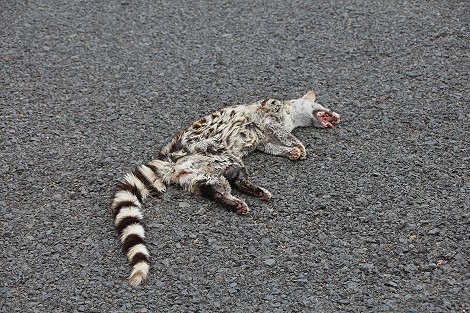 Road Kill, Ginsterkatze