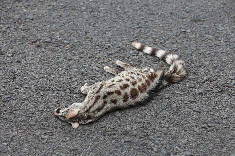 Road Kill, Ginsterkatze