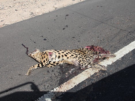 Auf der Straße überfahren, Serval 