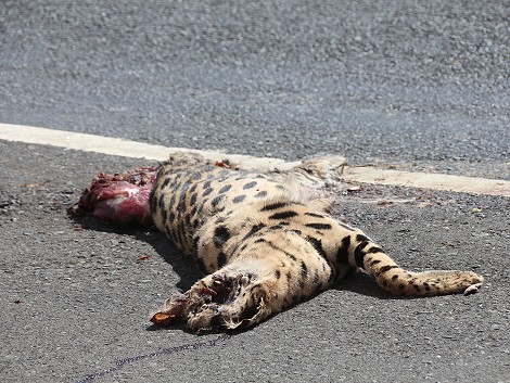 Auf der Straße überfahren, Serval