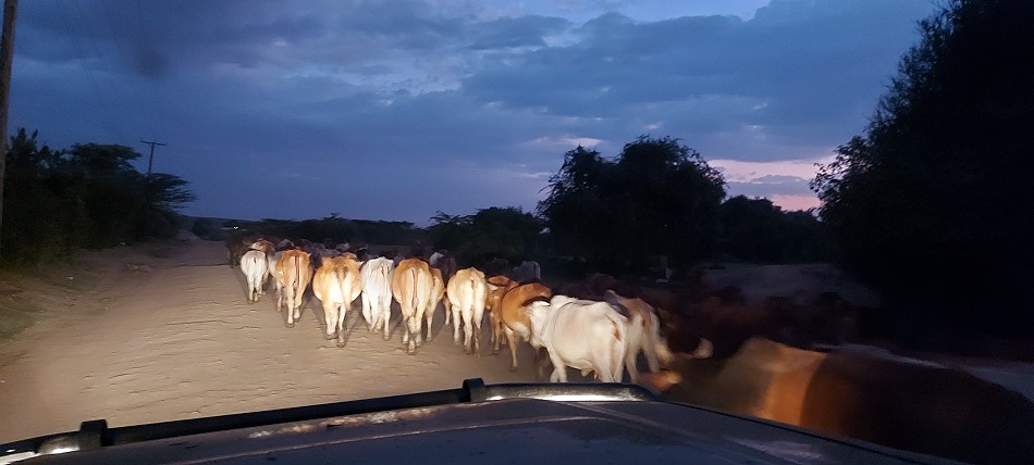 Masai Rinder in Talek