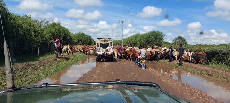 Rinderblockade in Talek, Masai Mara