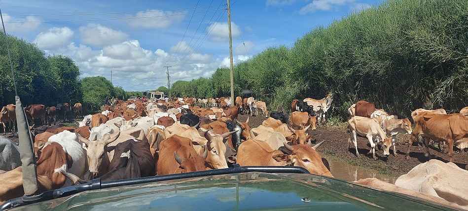 Rinderblockade in Talek, Masai Mara