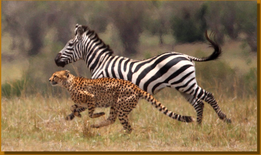 Geparden Männchen, Mbili Bora (ex Tano Bora) jagen Zebras