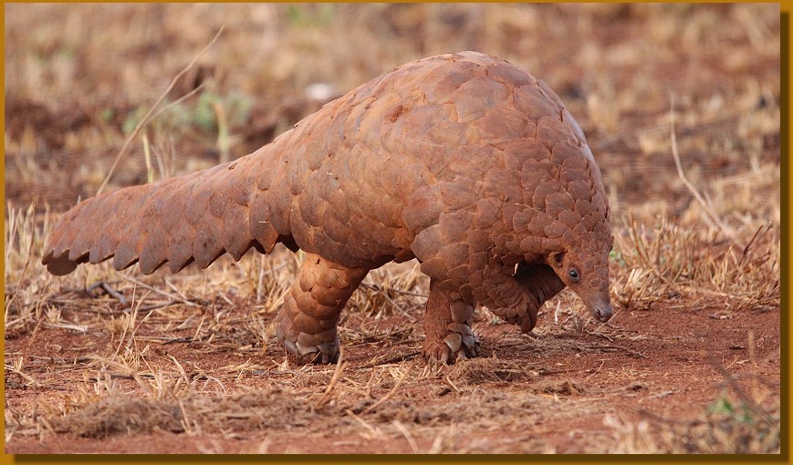Pangoline, Steppenschuppentier im Lumo Conservancy