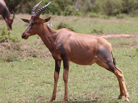 Topi, Masai Mara